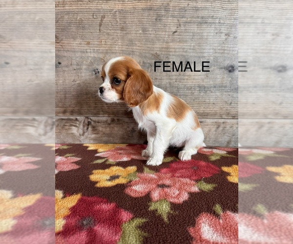 Medium Photo #16 Cavalier King Charles Spaniel Puppy For Sale in VERMONTVILLE, MI, USA