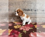 Small #15 Cavalier King Charles Spaniel