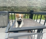 Small Photo #2 Pomeranian Puppy For Sale in MIDDLETOWN, NY, USA