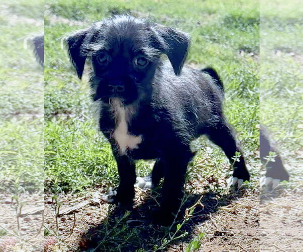 Medium Photo #3 Mutt Puppy For Sale in Lake Elsinore, CA, USA