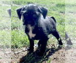 Small #2 Mutt