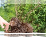 Small #9 ShihPoo