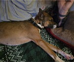 Small Photo #3 Basenji-Unknown Mix Puppy For Sale in Brooklyn Center, MN, USA