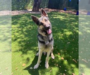 German Shepherd Dog Dogs for adoption in Santa Barbara, CA, USA