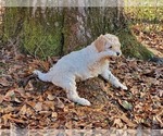 Small Photo #14 Goldendoodle Puppy For Sale in ATHENS, GA, USA
