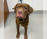 JAMES BOND - Male Labrador Retriever-Unknown Mix Dog for Adoption - Small photo