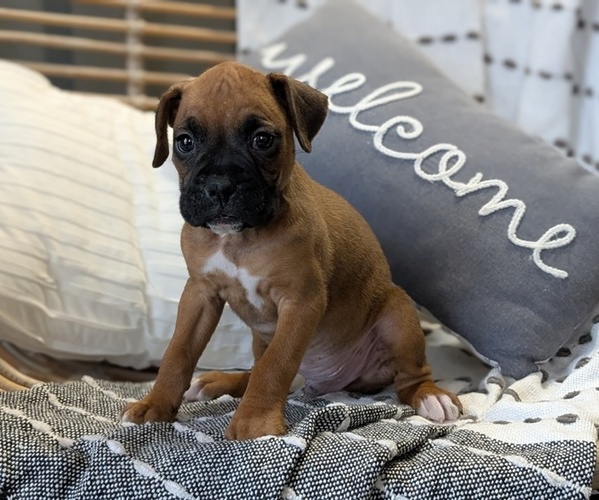 Medium Photo #13 Boxer Puppy For Sale in GOSHEN, IN, USA