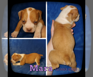 Olde English Bulldogge Puppy for sale in WHEELER, MI, USA