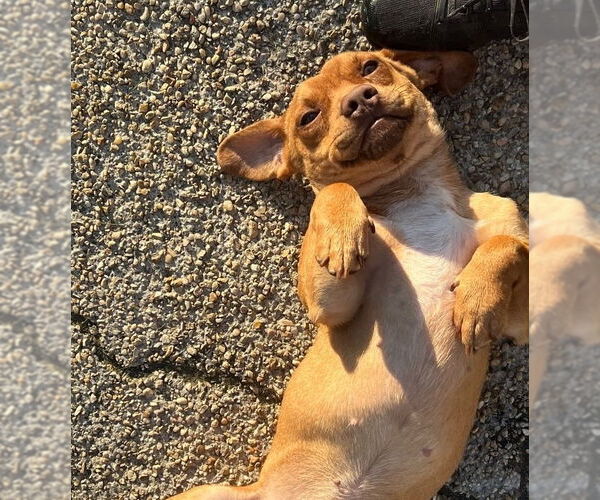 Medium Photo #8 Dachshund-Unknown Mix Puppy For Sale in Oakhurst, NJ, USA