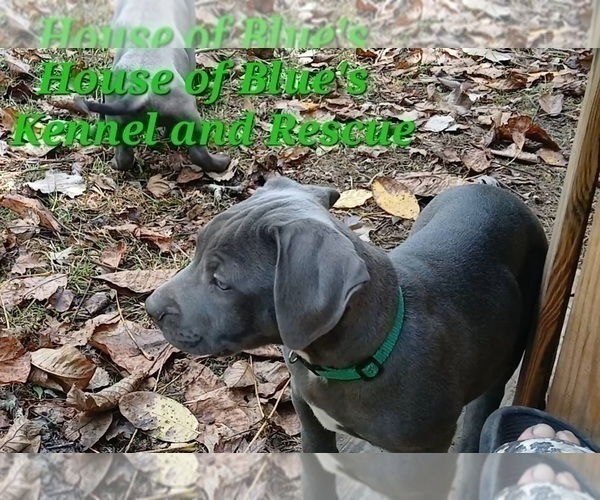 Medium Photo #8 American Pit Bull Terrier Puppy For Sale in DELAWARE, OH, USA