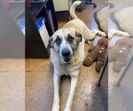 Small #3 Great Pyrenees Mix