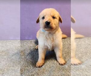 German Shepherd Dog-Golden Retriever Mix Puppy for sale in MODESTO, CA, USA
