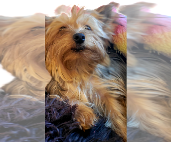 Medium Photo #1 Yorkshire Terrier Puppy For Sale in AKRON, OH, USA