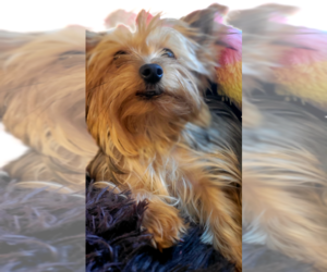 Mother of the Yorkshire Terrier puppies born on 08/02/2026