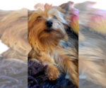 Small Photo #1 Yorkshire Terrier Puppy For Sale in AKRON, OH, USA