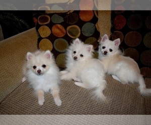 Pomeranian Puppy for sale in DINWIDDIE, VA, USA
