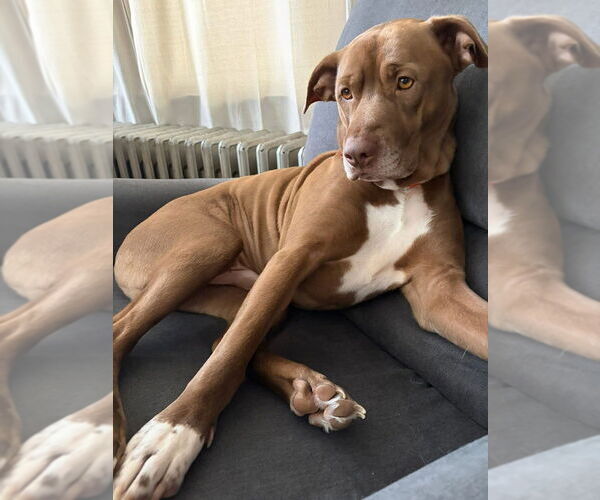 Medium Photo #21 American Pit Bull Terrier-Unknown Mix Puppy For Sale in Brewster, NY, USA