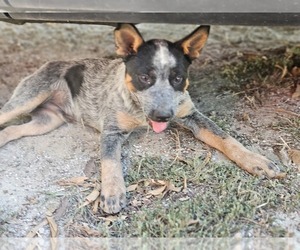 Australian Cattle Dog Puppy for sale in COLCHESTER, IL, USA