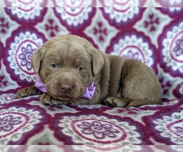 Medium Photo #1 Labrador Retriever Puppy For Sale in HONEY BROOK, PA, USA