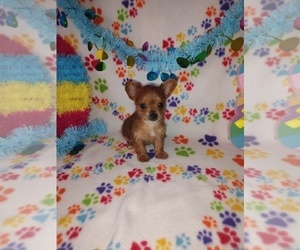 Yorkshire Terrier Puppy for sale in LAPEER, MI, USA
