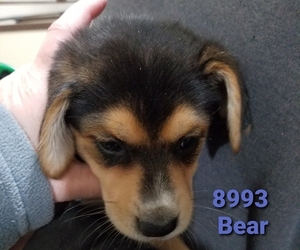 Beagle-Pomsky Mix Puppy for sale in BELLE CENTER, OH, USA