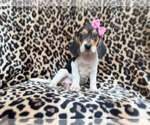Small #1 Beagle