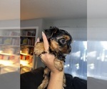 Small #2 Yorkshire Terrier