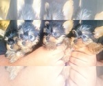 Small Photo #8 Yorkshire Terrier Puppy For Sale in MORENO VALLEY, CA, USA
