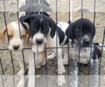 Small Photo #2 Beagle-Border Collie Mix Puppy For Sale in Unionville, PA, USA