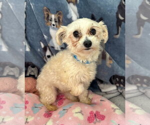 Maltese Dogs for adoption in Pacolet, SC, USA