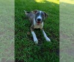 Small Photo #11 American Bulldog-Labrador Retriever Mix Puppy For Sale in Tampa, FL, USA