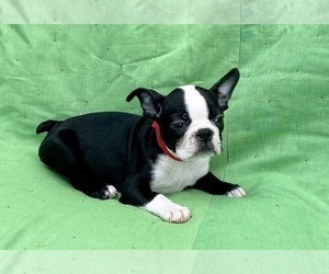 Boston Terrier Puppy for sale in LAUREL, MS, USA