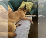 Small #7 German Shepherd Dog Mix