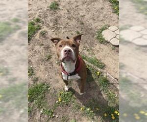 Mutt Dogs for adoption in Tulsa, OK, USA