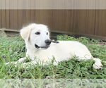 Small #5 Great Pyrenees