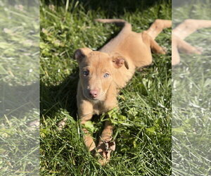 Labrador Retriever-Unknown Mix Dogs for adoption in SHERBURNE, NY, USA