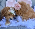 Small Photo #17 Goldendoodle-Poodle (Miniature) Mix Puppy For Sale in SARATOGA SPRINGS, UT, USA