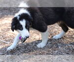 Small #1 Border Collie Mix
