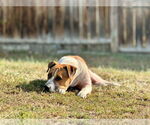 Small #1 American Pit Bull Terrier