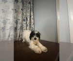 Small #39 Cavapoo-Poodle (Miniature) Mix