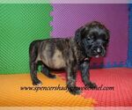 Small Mastiff