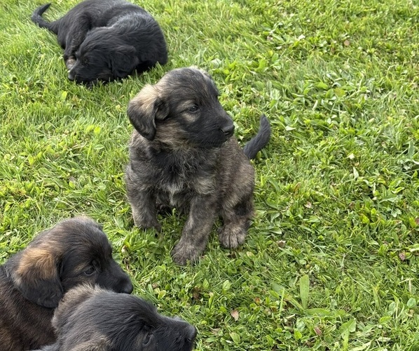 Medium Photo #6 Shepadoodle Puppy For Sale in UTICA, NY, USA