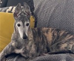Small #1 Greyhound