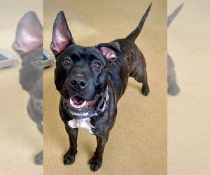 American Pit Bull Terrier-Unknown Mix Dogs for adoption in Derwood, MD, USA