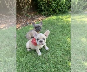 French Bulldog Puppy for sale in MODESTO, CA, USA