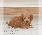 Small #2 Poodle (Miniature)