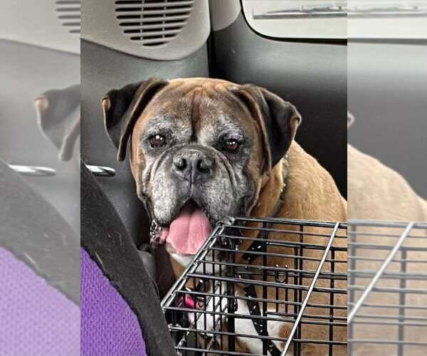 Medium Photo #3 Boxer Puppy For Sale in Woodbury, MN, USA