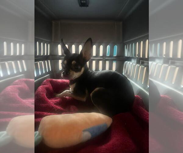 Medium Photo #2 Chihuahua-Unknown Mix Puppy For Sale in Calgary, Alberta, Canada
