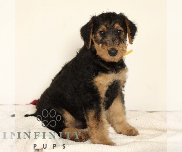 Medium Photo #3 Airedale Terrier Puppy For Sale in HOLTWOOD, PA, USA