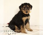 Small #2 Airedale Terrier